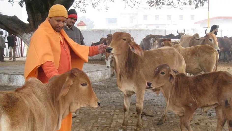 Yogi cabinet passes ordinance to prevent cow slaughter; rigorous imprisonment of 10 years